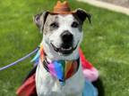 Adopt Oliver a Catahoula Leopard Dog, American Staffordshire Terrier