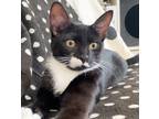 Adopt Mona Lisa a Black & White or Tuxedo Domestic Shorthair cat in New York