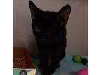 Adopt Blackie a All Black Domestic Shorthair / Mixed cat in Yuma, AZ (38953951)