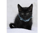 Adopt M&M a All Black Domestic Longhair / Domestic Shorthair / Mixed cat in