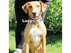 Adopt Lucy 23718 a Mixed Breed (Large) / Mixed dog in Escanaba, MI (38963133)