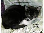 Adopt Roxie a Domestic Shorthair / Mixed (short coat) cat in Spring