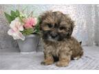 Shih-Poo Puppy for sale in Kirksville, MO, USA