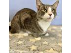 Adopt Cashew a Domestic Short Hair