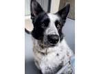 Adopt Zen a White - with Black Australian Cattle Dog / Shepherd (Unknown Type)