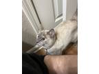 Adopt Mochi a Gray or Blue (Mostly) Siamese / Mixed (short coat) cat in