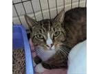 Adopt Socka a Domestic Short Hair