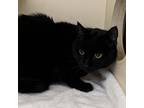 Adopt Midnight a Domestic Short Hair