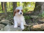 Cavapoo Puppy for sale in Canton, OH, USA