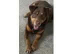 Adopt Coco a Brown/Chocolate - with Tan Labrador Retriever / Mixed dog in