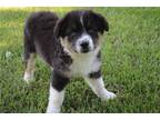 Australian Shepherd Puppy for sale in Springfield, MO, USA