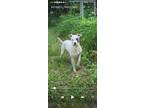 Adopt Skye a White - with Gray or Silver Bull Terrier / Mixed dog in Camden