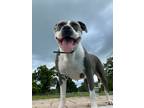 Adopt KOVa a Gray/Silver/Salt & Pepper - with White American Pit Bull Terrier /