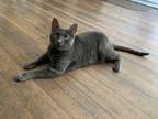 Adopt Ozzy a Gray or Blue Domestic Shorthair / Mixed (short coat) cat in Belton