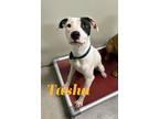Adopt Tasha 27658 a White Pit Bull Terrier dog in Joplin, MO (38901301)