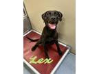 Adopt Lex 122759 a Black Labrador Retriever dog in Joplin, MO (38676417)