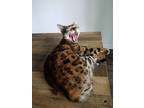 Adopt Lucy a Spotted Tabby/Leopard Spotted Bengal / Mixed (short coat) cat in