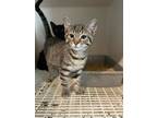 Adopt Cookie a Gray or Blue Tabby (short coat) cat in Pottstown, PA (38899637)