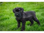 Mutt Puppy for sale in South Bend, IN, USA