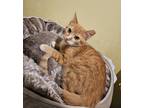 Adopt Satsuma Allis a Spotted Tabby/Leopard Spotted Domestic Shorthair / Mixed