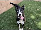 Adopt NEEDS FOSTER OR ADOPTER a Black - with White Siberian Husky / Pit Bull