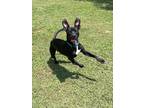 Adopt Tucker a Black Whippet / Rat Terrier / Mixed dog in Marshall