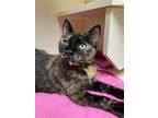 Adopt Cerra a Domestic Shorthair / Mixed (short coat) cat in Little Rock
