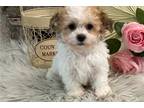 Havachon Puppy for sale in Fort Wayne, IN, USA