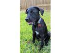 Adopt Tiny a Black Labrador Retriever / German Shepherd Dog / Mixed dog in