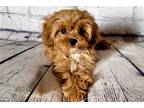 Cavapoo Puppy for sale in Fort Lauderdale, FL, USA