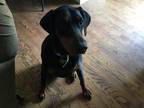 Adopt Ms Carrie a Black - with Tan, Yellow or Fawn Doberman Pinscher / Mixed dog