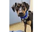 Adopt Scarlett a Black Miniature Pinscher / Dachshund / Mixed dog in