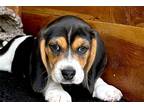 Beagle Puppy for sale in Jonesboro, AR, USA