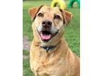 Adopt Bastian a Brown/Chocolate Labrador Retriever / Mixed dog in San Antonio