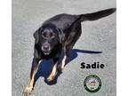 Adopt 23-07-2216 Sadie a German Shepherd Dog / Labrador Retriever / Mixed dog in