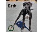 Adopt 23-08-2386 Cash a Great Dane / Mixed dog in Dallas, GA (38869548)