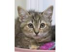 Adopt Hilda a Spotted Tabby/Leopard Spotted Domestic Shorthair (short coat) cat