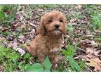 Cavapoo Puppy for sale in Canton, OH, USA