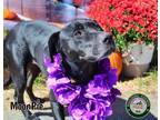 Adopt 23-08-2391a Moonpie a Labrador Retriever / Mixed dog in Dallas