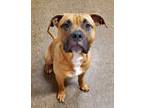 Adopt Forrest a Tan/Yellow/Fawn - with Black Mixed Breed (Medium) / Mixed dog in