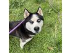 Adopt Sacagawea a Husky