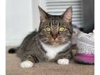 Adopt Tiger Lily a Gray, Blue or Silver Tabby Domestic Shorthair (short coat)