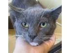 Adopt Lime a Gray or Blue Domestic Shorthair / Domestic Shorthair / Mixed cat in