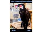 Adopt 81563 Loki a All Black Domestic Shorthair / Domestic Shorthair / Mixed cat