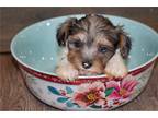 Yorkshire Terrier Puppy for sale in Wichita, KS, USA