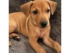 Adopt Kona Surf Z717 a Tan/Yellow/Fawn Labrador Retriever / Mixed dog in Allen