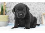 Labrador Retriever Puppy for sale in Kirksville, MO, USA