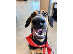 Adopt VERONICA a Black Hound (Unknown Type) / Mixed dog in San Antonio