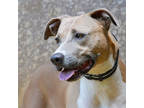 Adopt Luna a Tan/Yellow/Fawn American Staffordshire Terrier / Whippet / Mixed