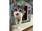Adopt Jeff QC15 a White Domestic Shorthair / Domestic Shorthair / Mixed cat in